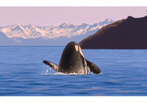 Killer Whale Vancouver