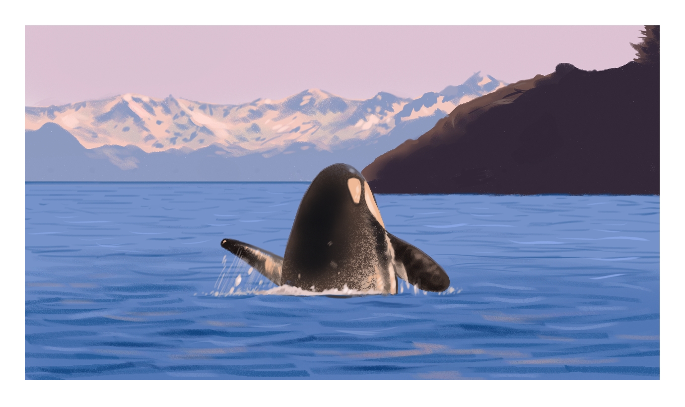 killer whale Vancouver